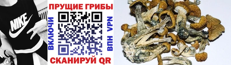 Псилоцибиновые грибы прущие грибы  Купить закладки  Верея 